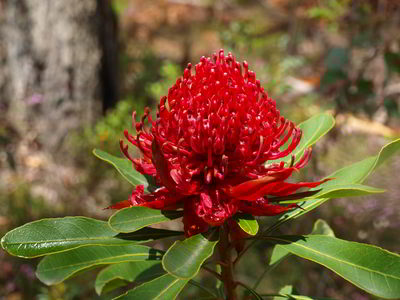 Waratah